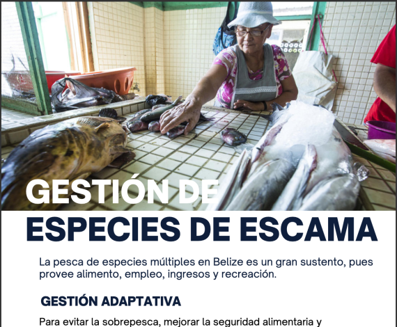 Gestion de especies de escama card