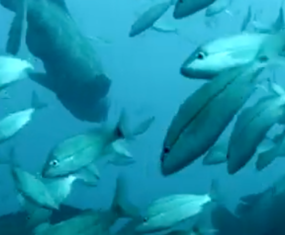 Finfish video card