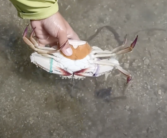 Crab Fishers