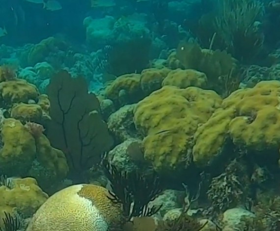 Corals in Belize