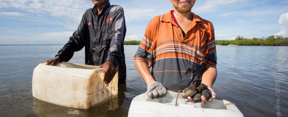 Mollusk harvesting