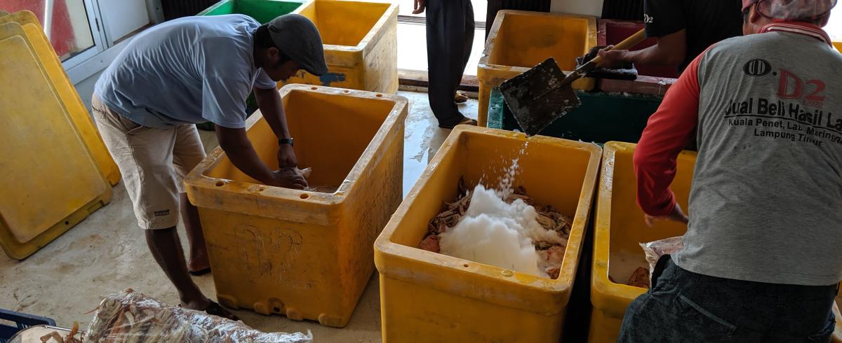 Ice being added to container of crabs