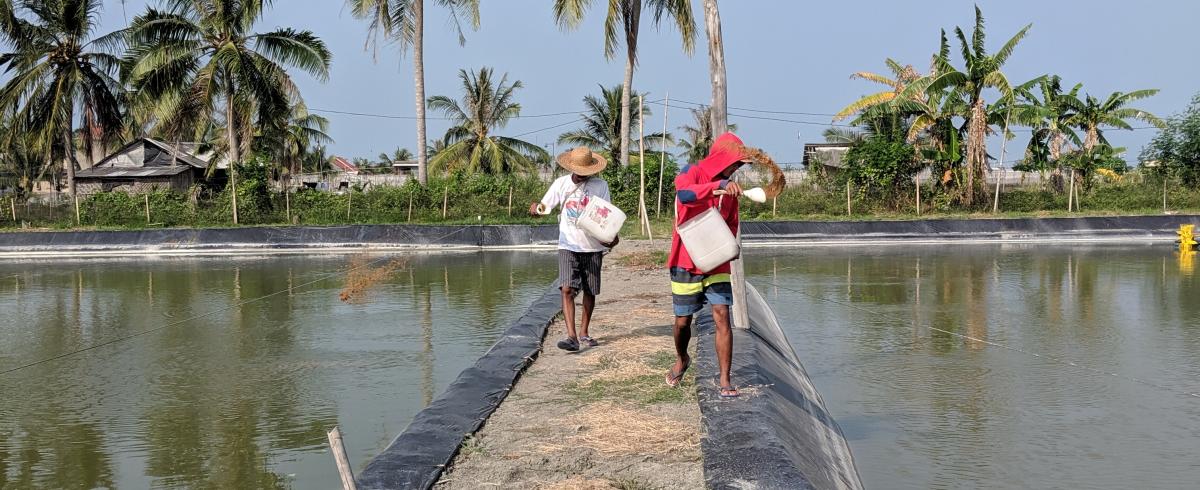 Throwing feed into aquaculture ponds
