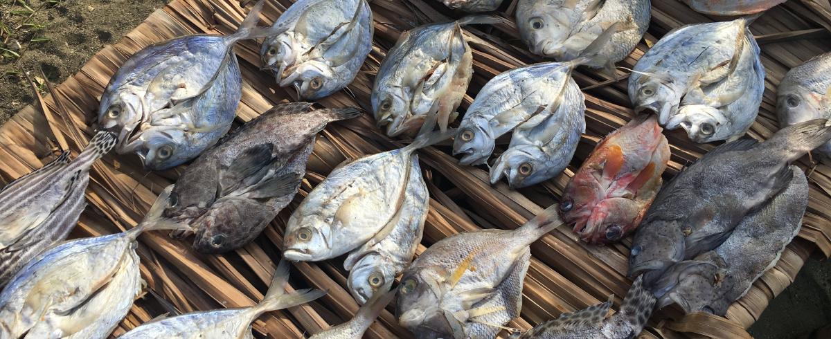 Fishing drying in the sun