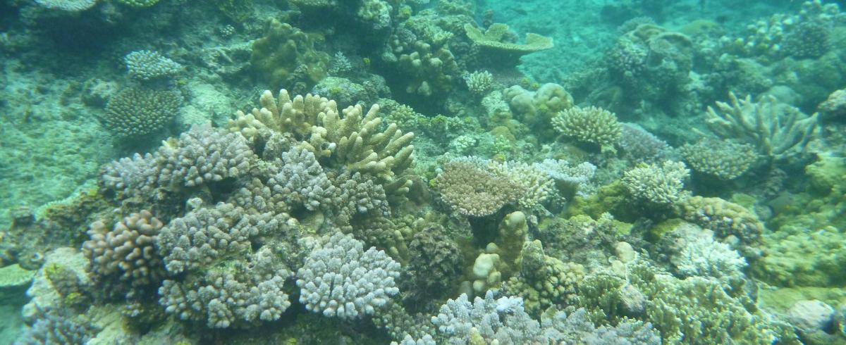 Underwater coral