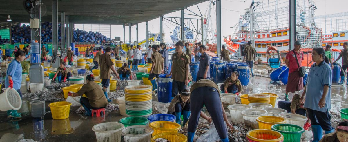 Shrimp processing at a wharf