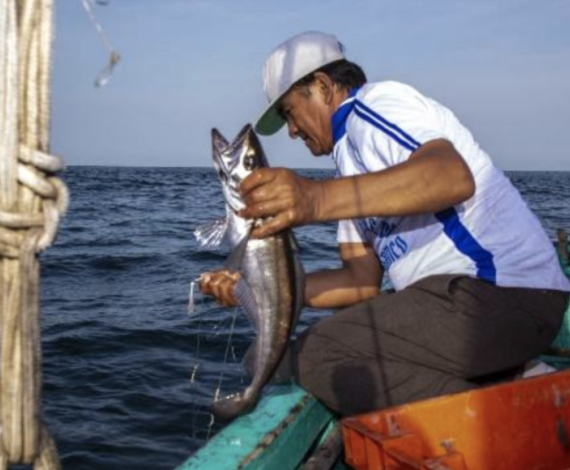 Hake Peru