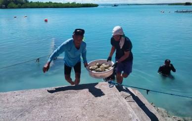Clam Seeding GDFI 3