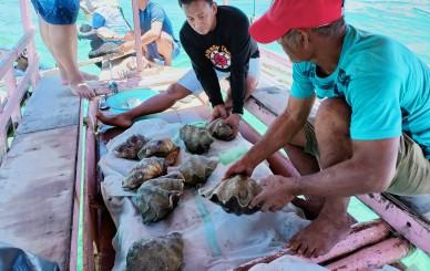 Clam Seeding GDFI 2